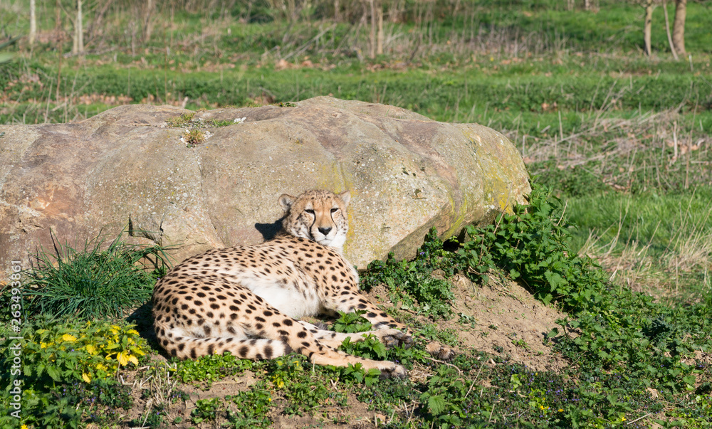 Obraz premium Cheetah at the Sun, Spotted Predator Lies Down and Resting on the Grass