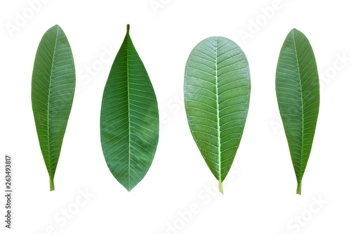 Champa leaves on a separate white background