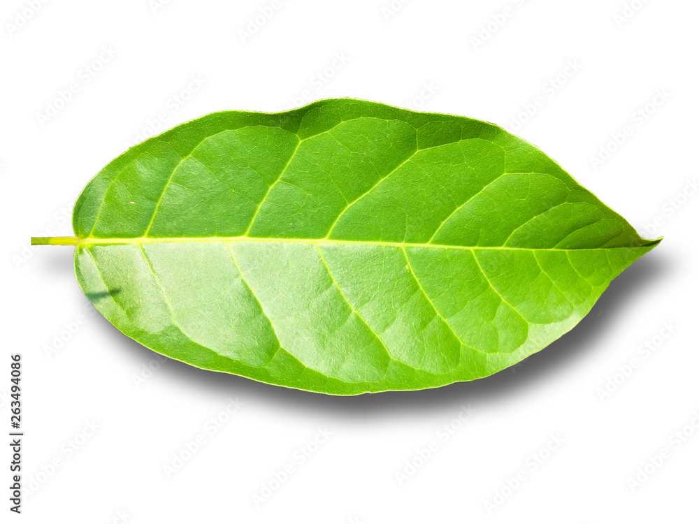 Obraz premium Leaves on a separate white background.