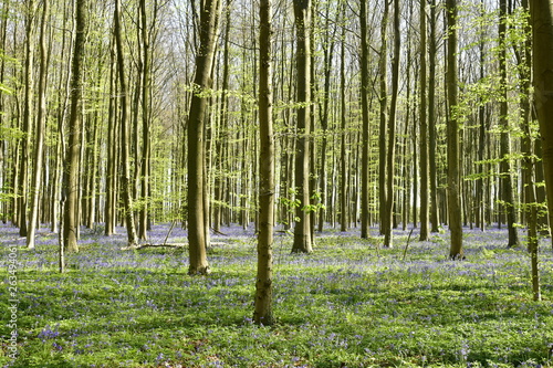 Jeunes hêtres à contre-jour contrastant avec le feuillage vert sous la lumière et surtout le mauve des millions de jacinthes sauvages à leurs pied à la forêt d'Hallerbos près de Halless