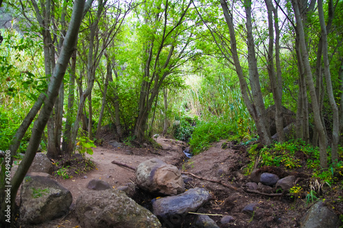 Green beautiful forest