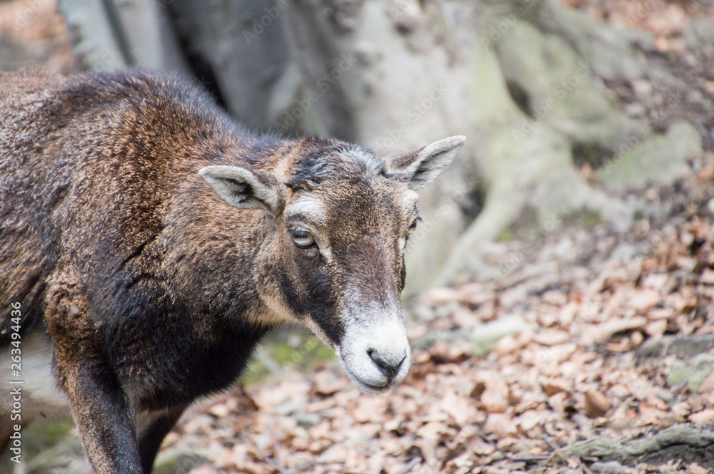 Fototapeta premium Kozy karłowate