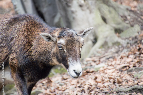 Fototapeta Naklejka Na Ścianę i Meble -  Kozy karłowate