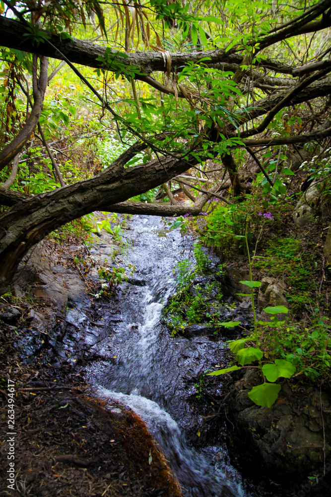 small river in a forest