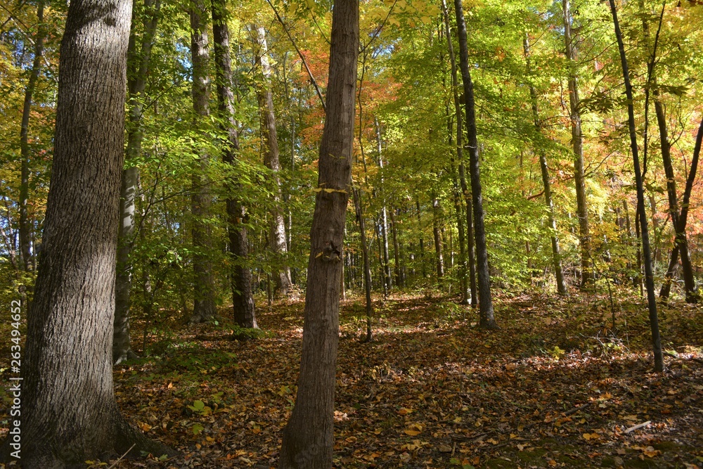 Obraz premium A Walk in Woods