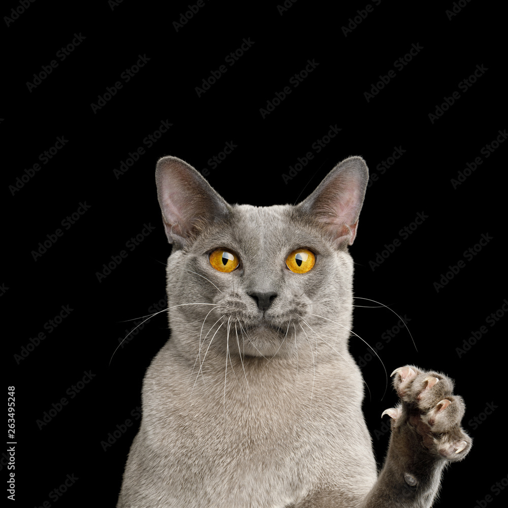Portrait of Funny Gray Cat Raising paw with claw and Stare in Camera on isolated black background Portrait of Funny Gray Cat Raising paw with claw and Stare in Camera on isolated black background