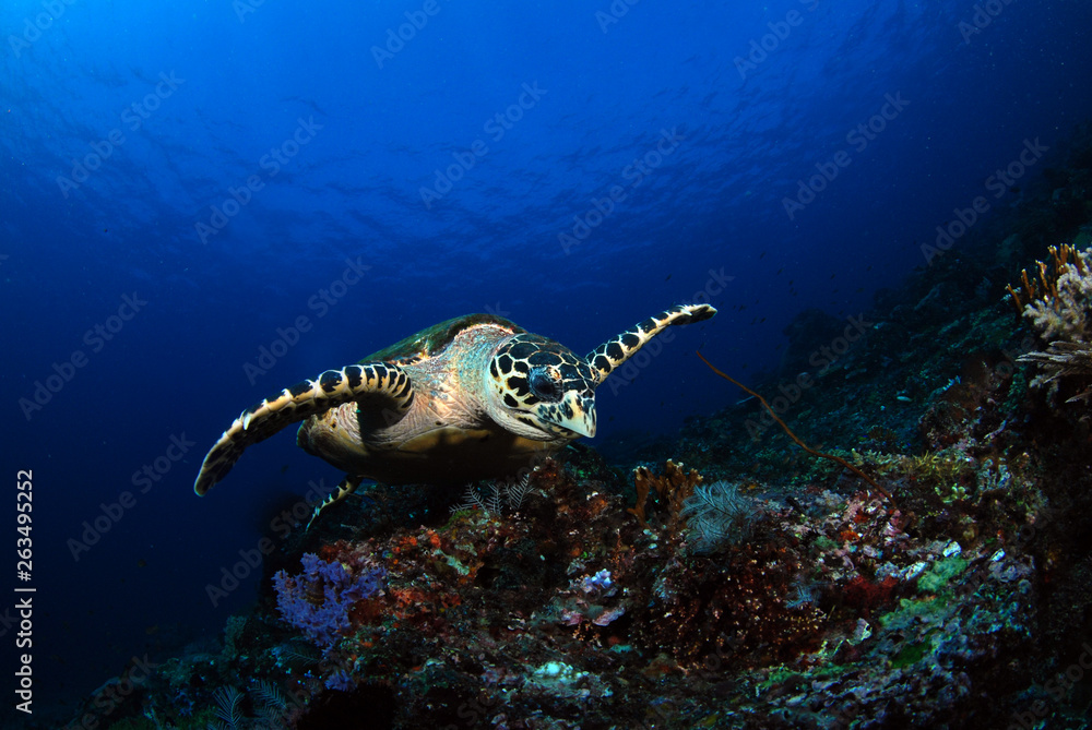 Fototapeta premium Hawksbill turtle - Eretmochelys imbricata. Komodo island, Indonesia.