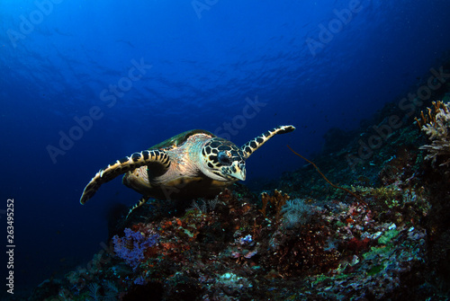 Hawksbill turtle - Eretmochelys imbricata. Komodo island, Indonesia. © diveivanov