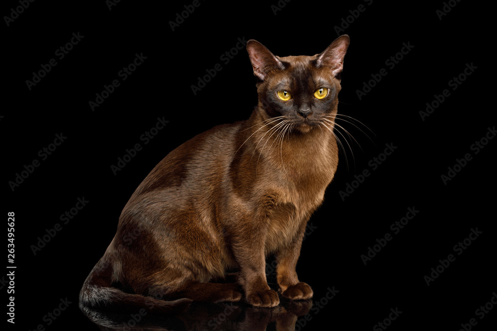 Brown Cat sitting and Gazing on isolated black background, side view, Sable Burmese