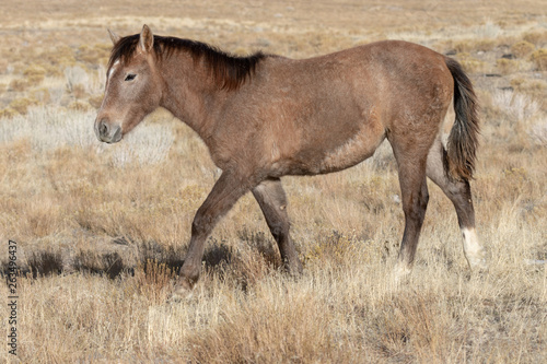 Beautiful Wild Horse in Utah In Winter © natureguy