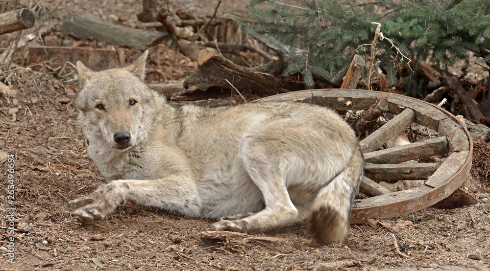 Eurasian Wolf (Canis lupus), male, lies near wooden cartwheel Eurasian Wolf (Canis lupus), male, lies near wooden cartwheel