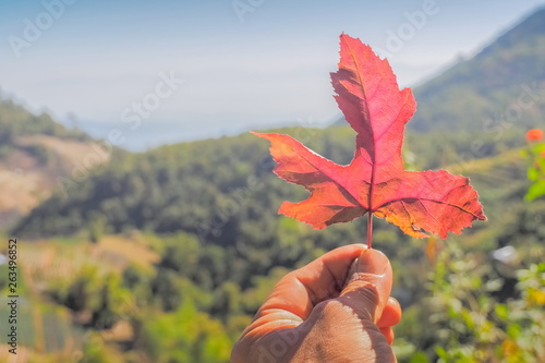 Beautiful red Maple leaf in hand with nature blurrd background, Khop Dong hill tribe village, Doi Ang Khang, Chiang Mai, northern of Thailand. photo