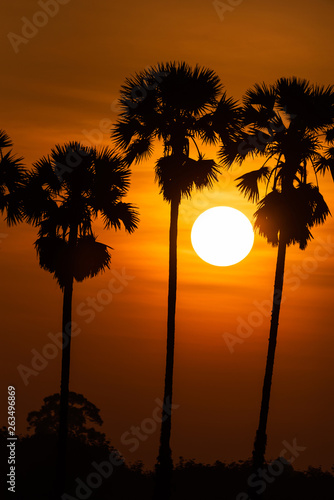 Palm tree in morning sunrise