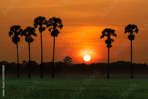 Sunrise over the rice field © somchaichoosiri