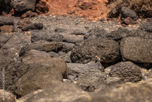 moroccan squirrel Barbary ground squirrel 