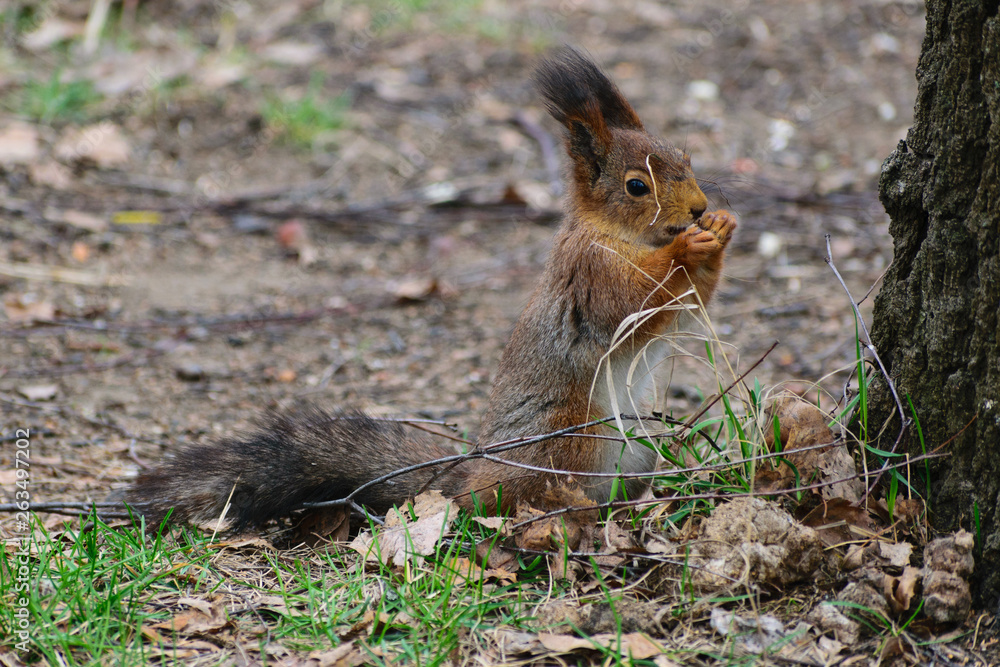 Fototapeta premium squirrel eating nut