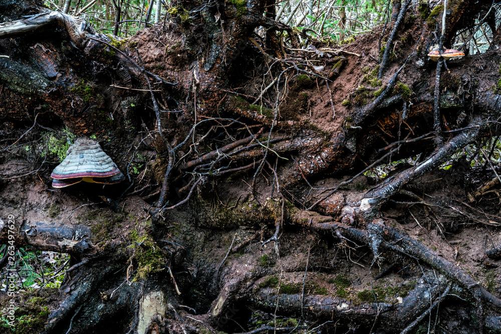 Trees in the forest or the nature as it is Trees in the forest or the nature as it is