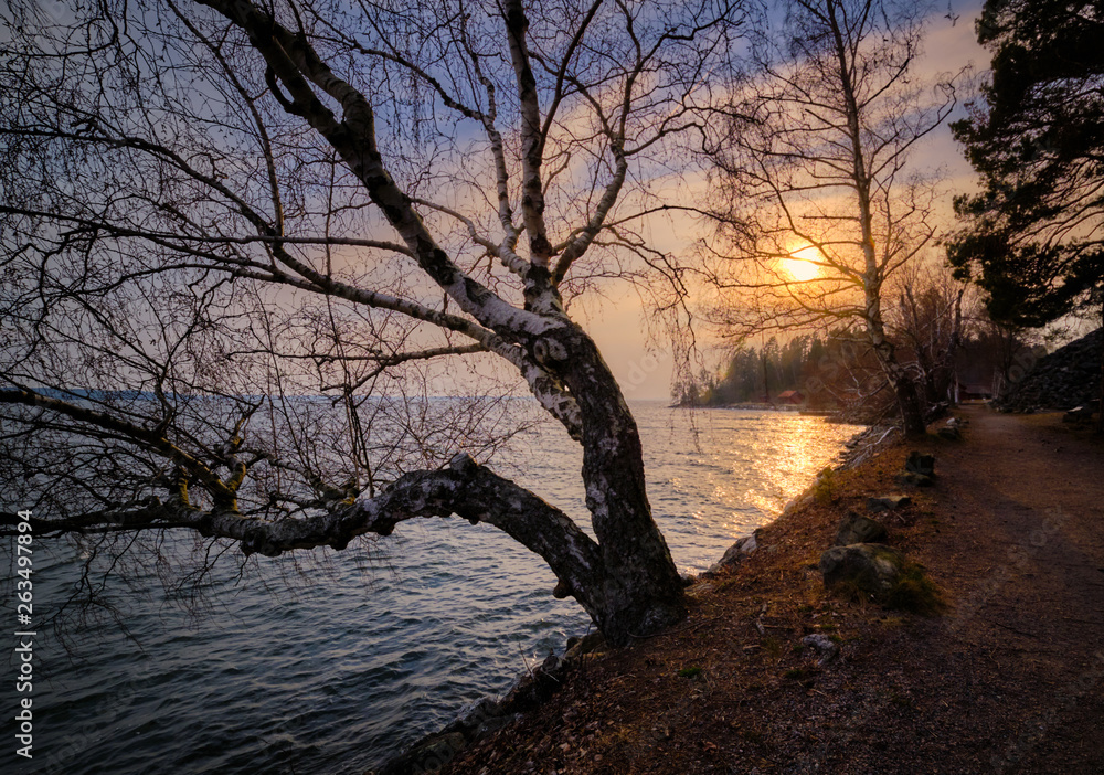 path along the sea with a tree in the foreground and sun in the background path along the sea with a tree in the foreground and sun in the background