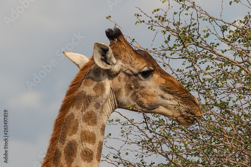 Photography giraffe in the wild