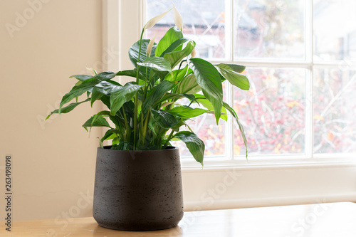 House plant next to a window, in a beautifully designed interior.