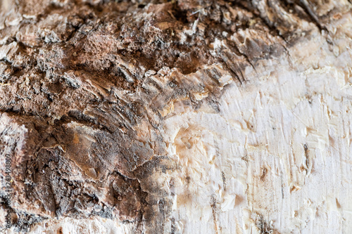 Texture of rough bark of a tree. Ready photo background. Soft focus. Macro.