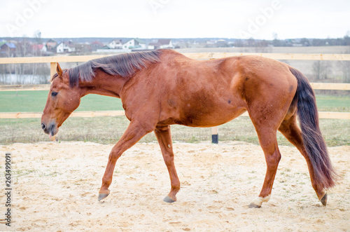 budyonny horse walking in the paddock in the spring landscape