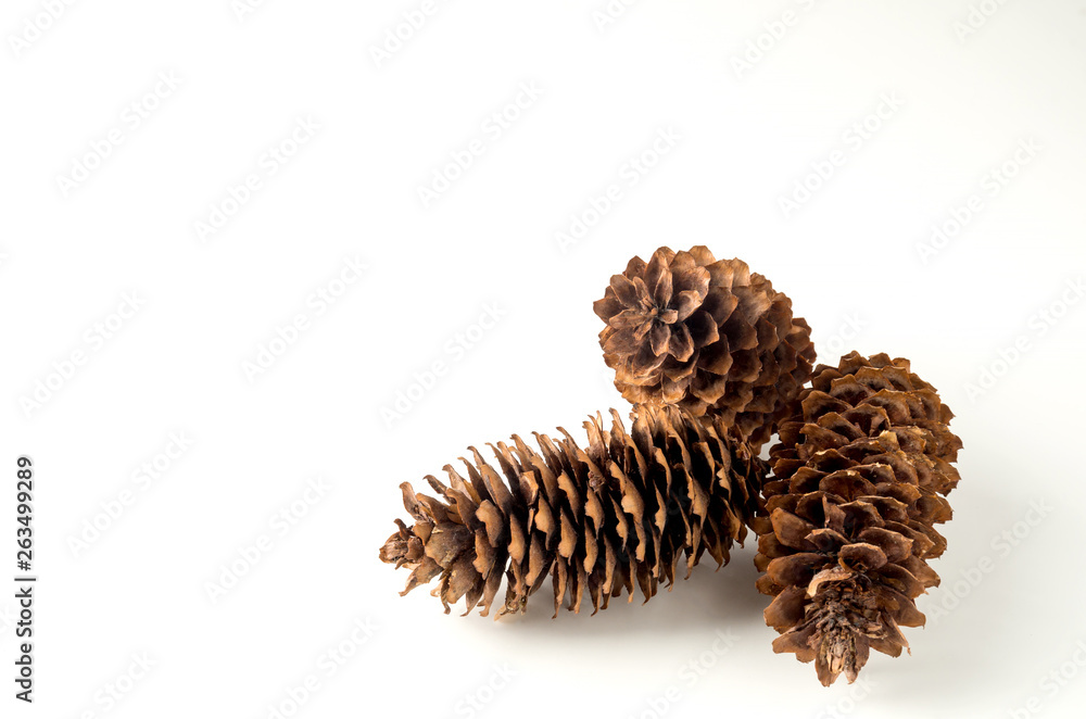 pine cone on white background Christmas decoration pine cone on white background Christmas decoration