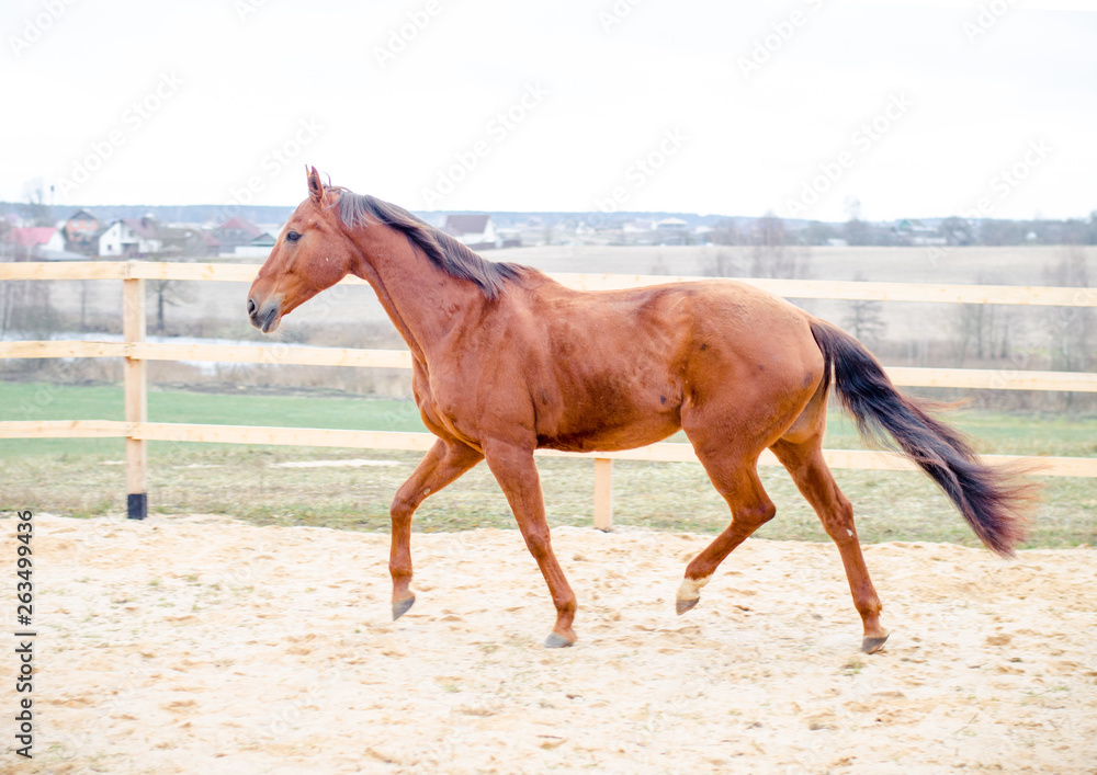red don horse trotting in the paddock in the spring landscape red don horse trotting in the paddock in the spring landscape