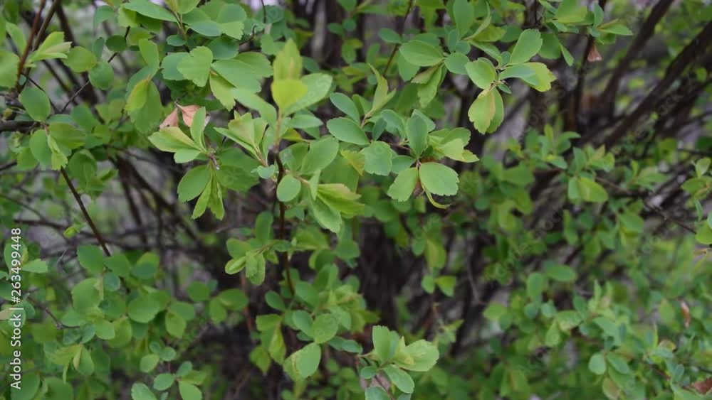 Many green leaves on the bushes in the forest Park. Many green leaves on the bushes in the forest Park.