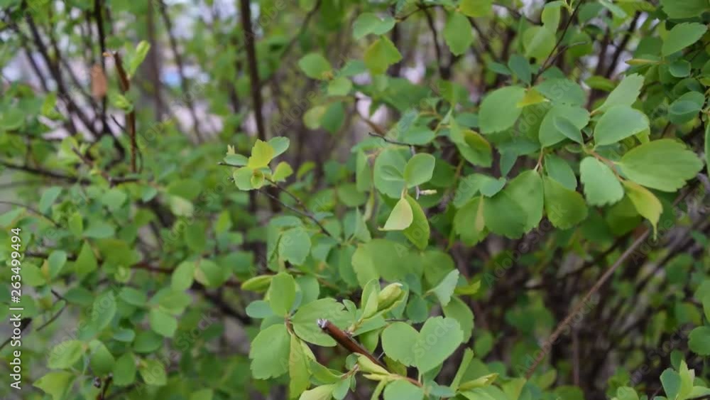 Many green leaves on the bushes in the forest Park. Many green leaves on the bushes in the forest Park.
