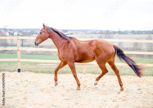 red don horse trotting in the paddock in the spring landscape