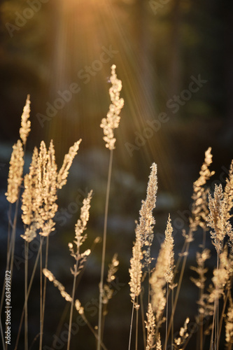 close up of reeds in backlight