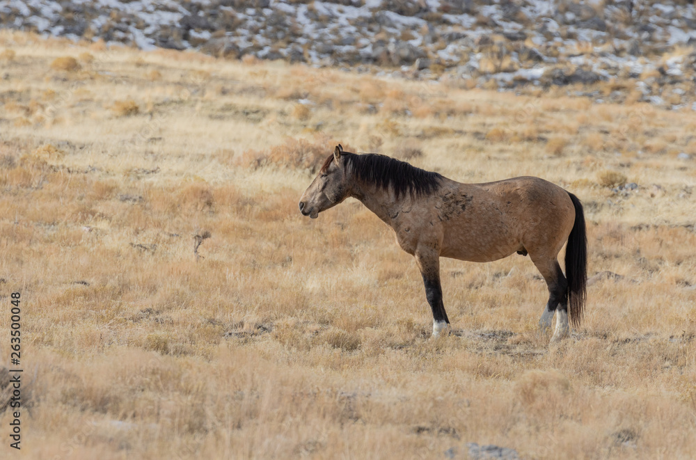 Beautiful Wild Horse in Utah In Winter
