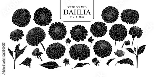 Valokuva Set of isolated silhouette Dahlia in 21 styles.