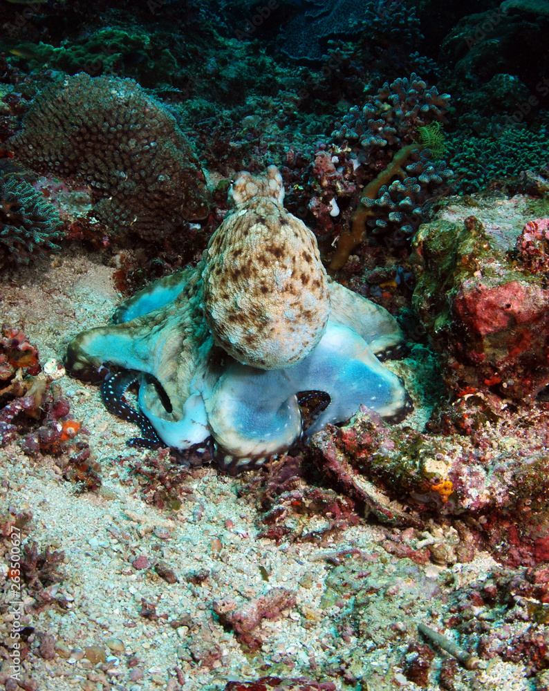 Fototapeta premium Underwater world - Octopus. Komodo island. Indonesia.