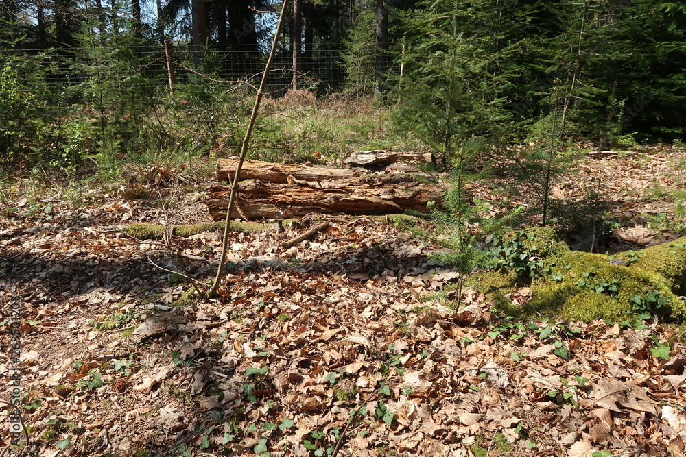 Log pile in woods Log pile in woods