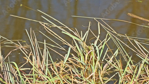 Weiblicher Kammmolch (Triturus cristatus) im Teich