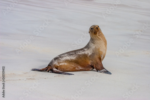 Galapagos. Ecuador. The Galapagos fur seal. A seal on a white sandy beach. The coast of the Pacific ocean. Unique animals of the Galapagos Islands. The Galapagos fauna. Travelling to Ecuador.