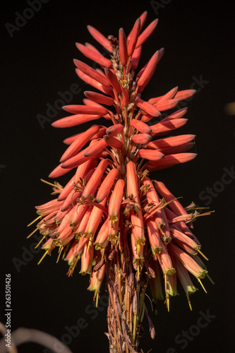 Aloe Blüte in Südafrika