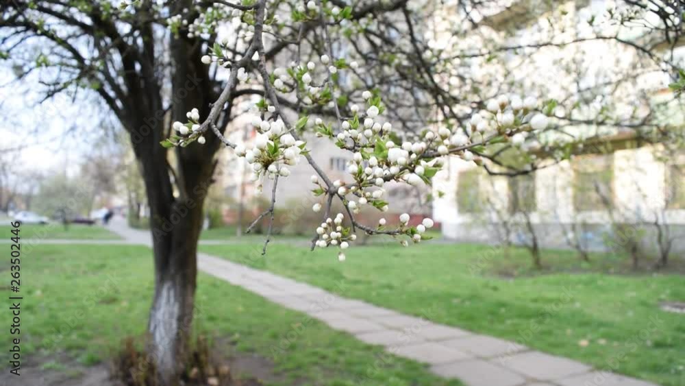View of a tree with white flowers near the road in the Park. View of a tree with white flowers near the road in the Park.