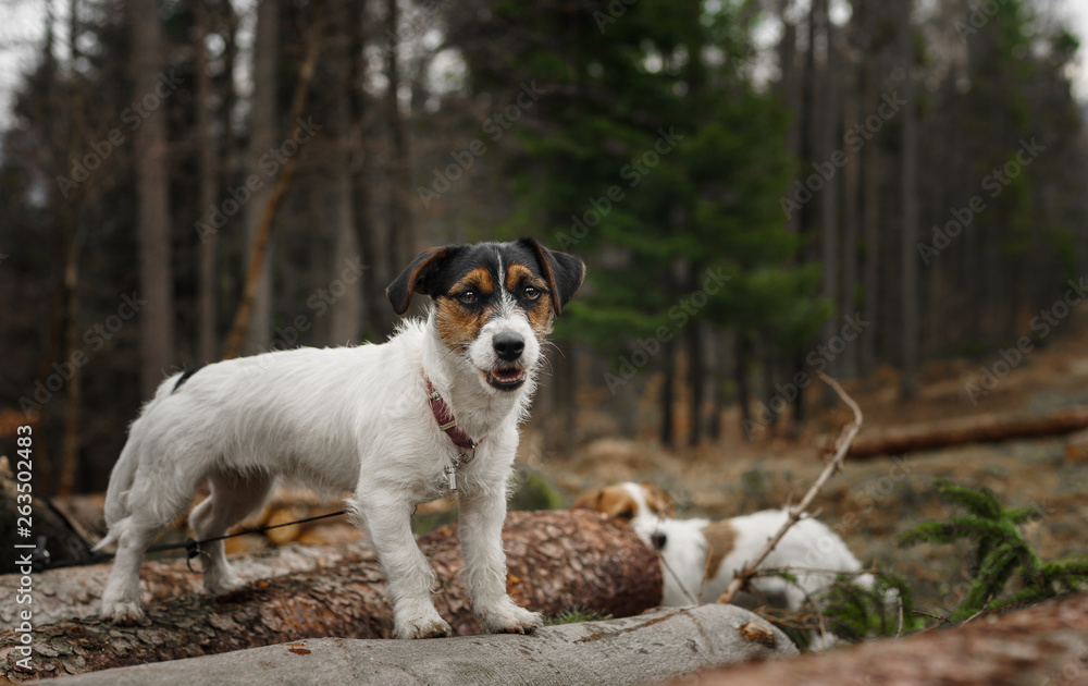 Small dog Jack Russell terrier beautifully poses for a portrait in the forest Small dog Jack Russell terrier beautifully poses for a portrait in the forest