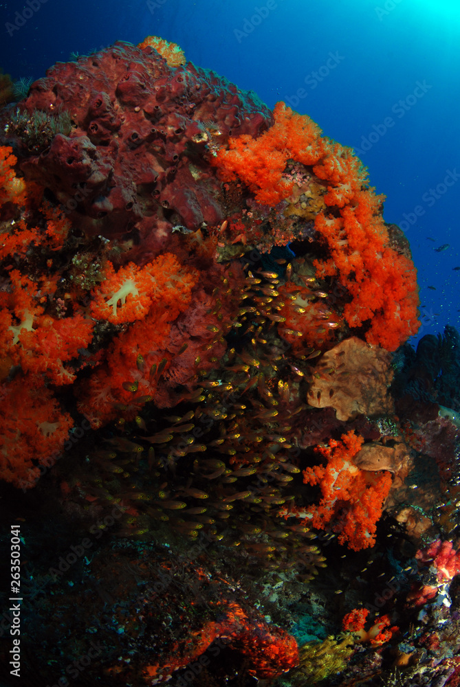 Corals and fish. Komodo island, Indonesia.