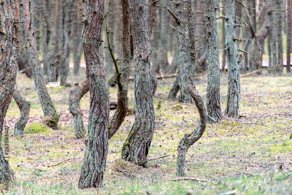 The Dancing Forest in Russia at Curonian spit in Kaliningrad region The Dancing Forest in Russia at Curonian spit in Kaliningrad region