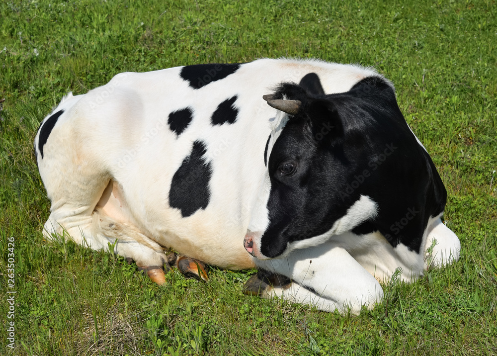Cow lying on a spring farm pasture. Cow lying on a spring farm pasture.