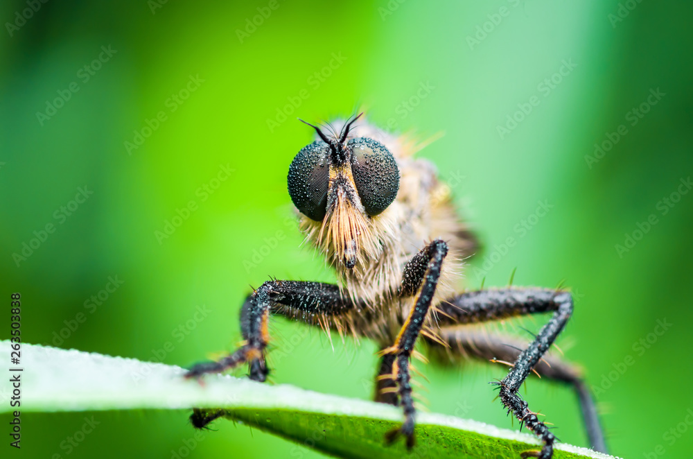 Exotic Assassin or Robber Fly Asilidae Diptera Insect on Green Grass Exotic Assassin or Robber Fly Asilidae Diptera Insect on Green Grass