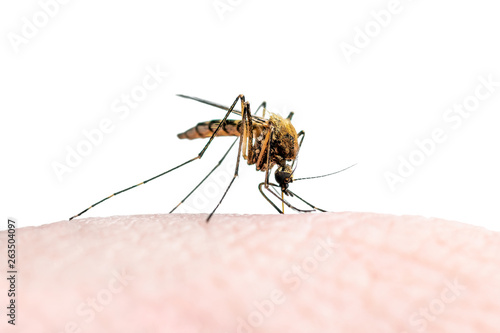 Encephalitis, Yellow Fever, Malaria Disease or Zika Virus Infected Culex Mosquito Parasite Insect Macro Isolated on White Background © nechaevkon