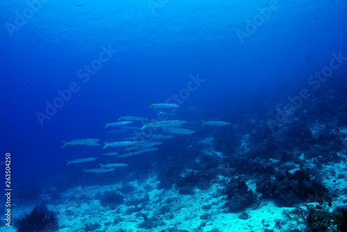 Corals and fish. Komodo island  Indonesia.