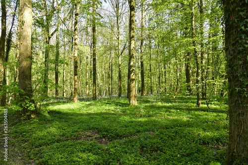 Milliers d'orties et autres plantes tapissant le sol entre les hêtres à la forêt de Hallerbos près de Halles