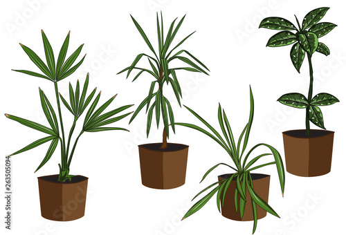 Collection of beautiful ornamental plants for garden and home  ficus  Yucca  dracaena  tree and foliage in pots  realistic flat design isolated on white background. Vector illustration