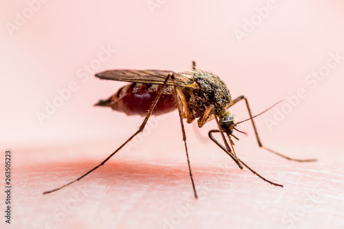Encephalitis, Malaria Disease, Dengue or Yellow Fever or Zika Virus Infected Culex Mosquito Parasite Insect on Skin Macro © nechaevkon